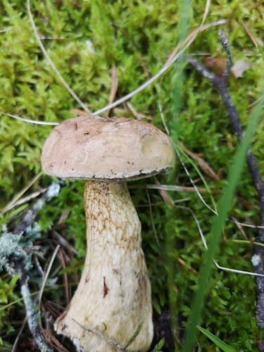 Goryczak żółciowy
