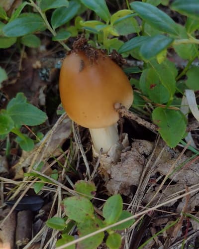 Muchomor rdzawobrązowy