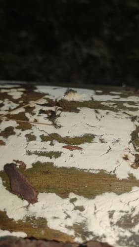 Lyomyces