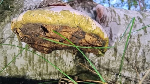 Białoporek brzozowy