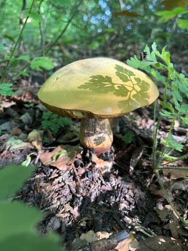 Modroborowik ponury