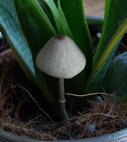 Leucocoprinus ianthinus