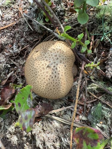 Tęgoskór cytrynowy