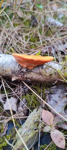 Gęstoporek cynobrowy