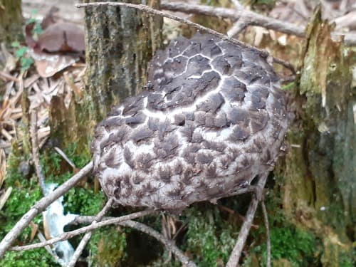 Szyszkowiec łuskowaty
