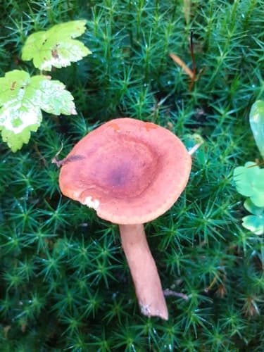 Russularia