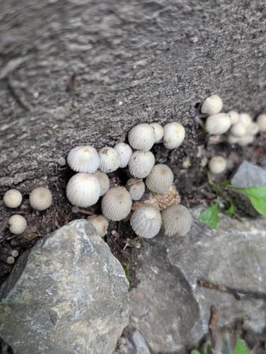Coprinellus
