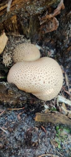 Tęgoskór cytrynowy