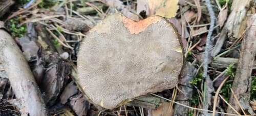 Podgrzybek złotopory