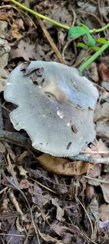Gołąbek zielonawofioletowy