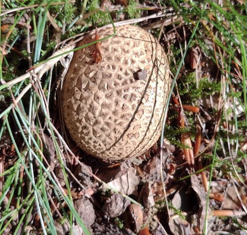 Tęgoskór cytrynowy
