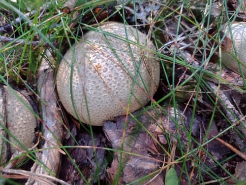 Tęgoskór cytrynowy