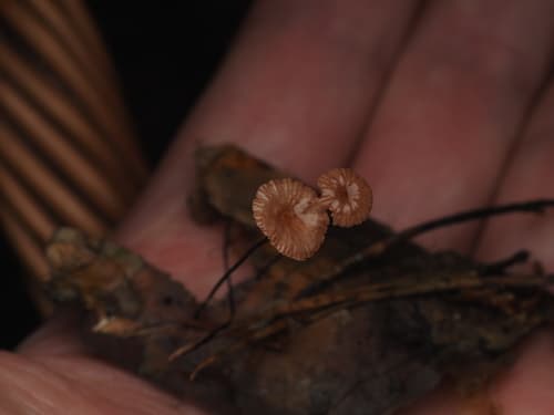 Omphalotaceae