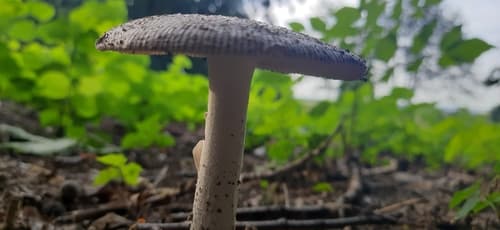 Vaginatae