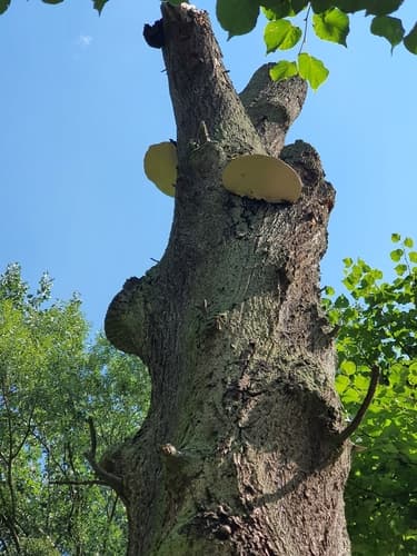 Błyskoporek płaczący
