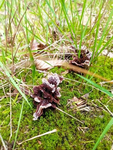 Chropiatka pospolita