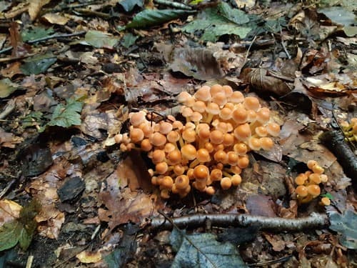 Agaricineae
