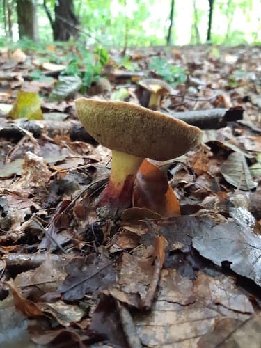 Xerocomellus