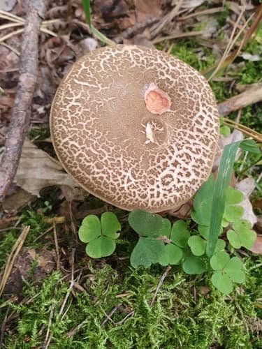 Podgrzybek złotopory