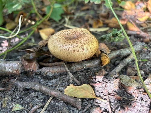 Krowiak olszowy