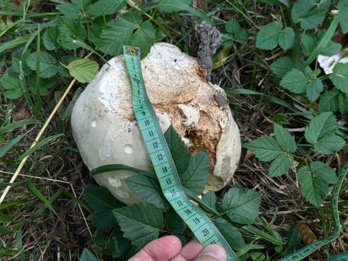 Czasznica olbrzymia