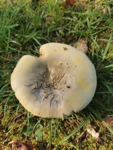 Russula exalbicans