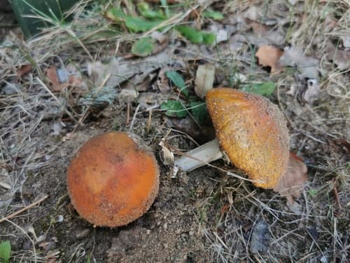 Amanita muscaria muscaria