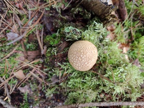 Tęgoskór cytrynowy