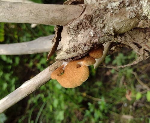 Ciżmówka drobnołuskowa