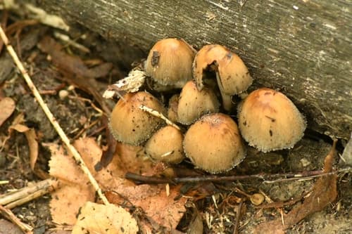 Coprinellus
