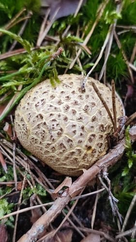 Tęgoskór cytrynowy
