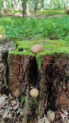 Tęgoskór cytrynowy