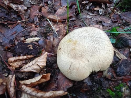 Tęgoskór cytrynowy