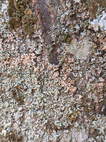 Erythricium aurantiacum