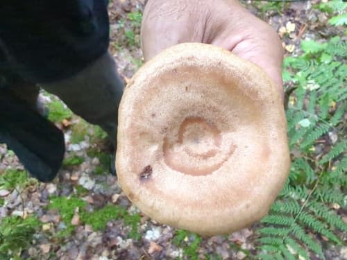 Mleczaj