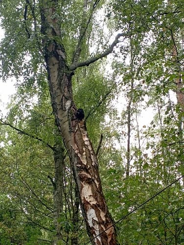 Błyskoporek podkorowy