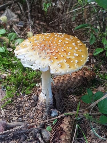 Amanita