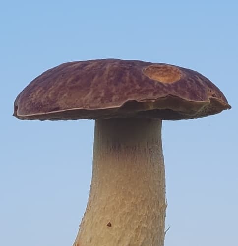 Płowiec pofałdowany
