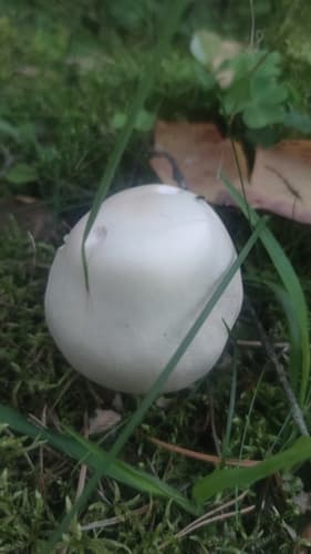 Pieczarka biaława