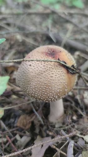 Muchomor czerwieniejący