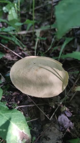 Modroborowik ponury