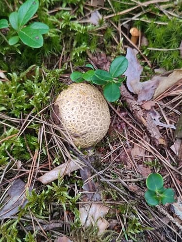 Tęgoskór