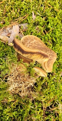 Ponurnik aksamitny