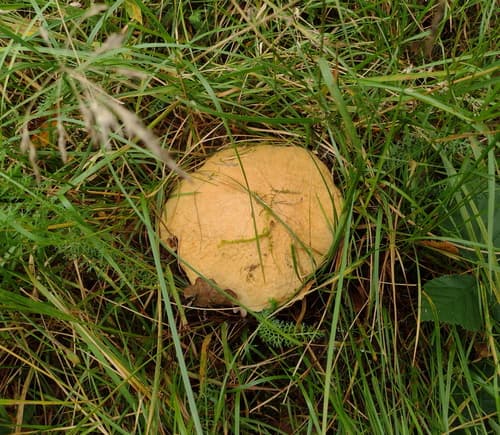 Piaskowiec modrzak