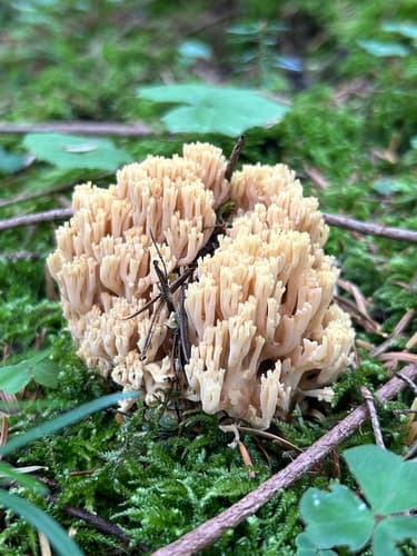 Gomphaceae