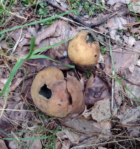 Tęgoskór cytrynowy