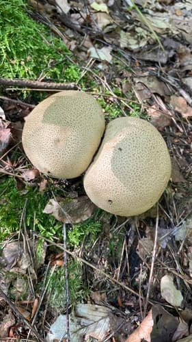 Tęgoskór cytrynowy