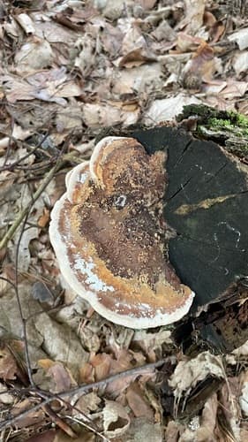 Gmatwek dębowy