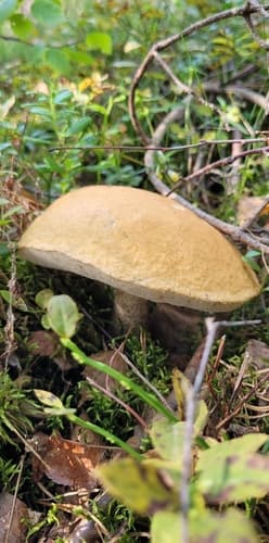 koźlarz pomarańczowożółty