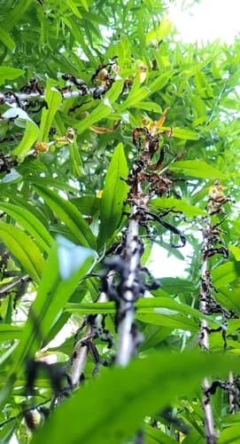 Rhizoctonia solani